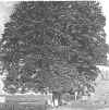 Lindenbaum1909.jpg (20498 bytes)